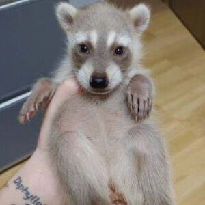 Rocky – Male Raccoon