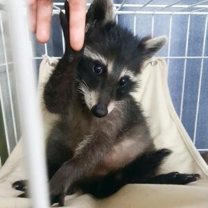 Shadow – Male Raccoon
