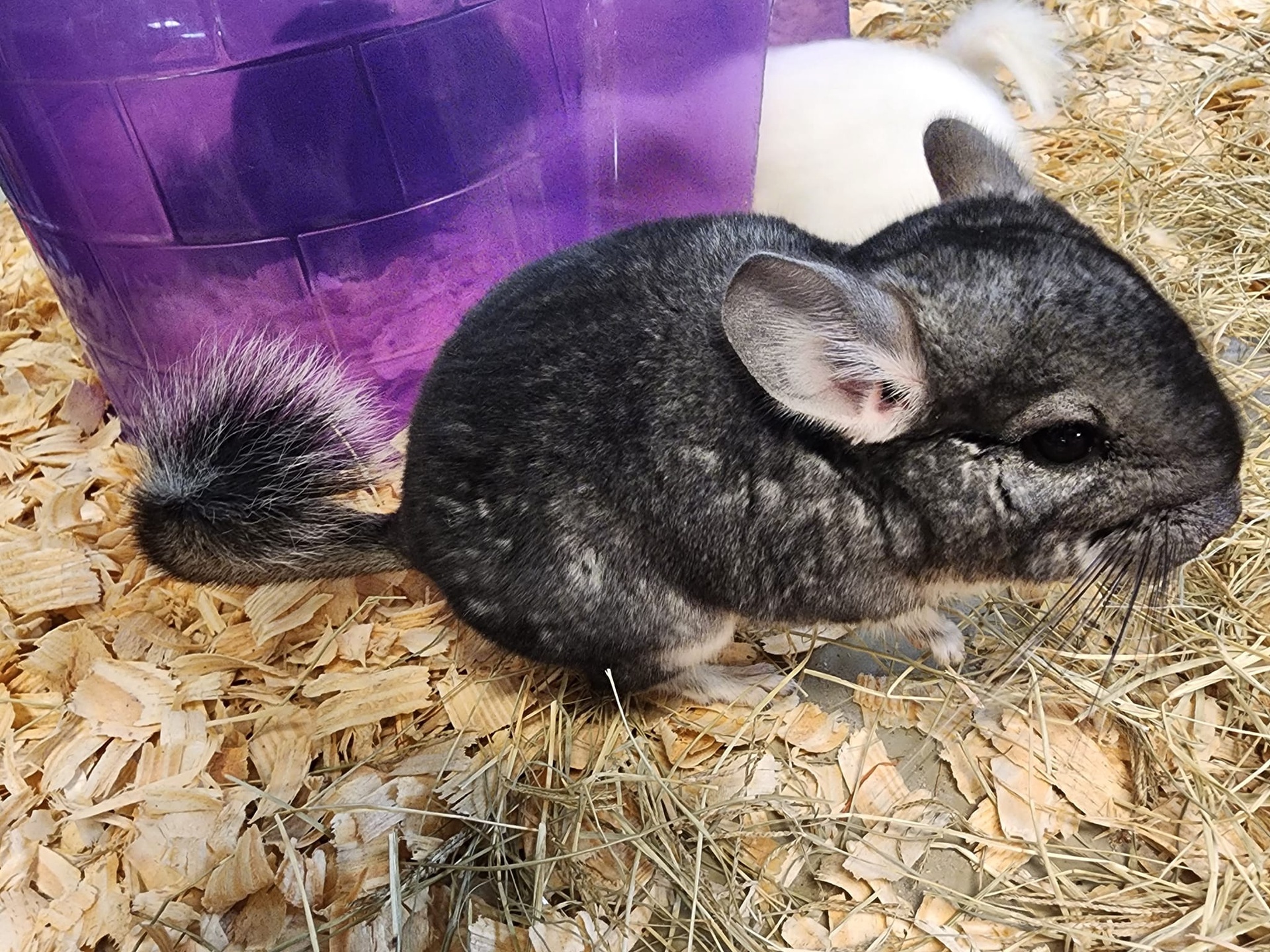 Chinchillas