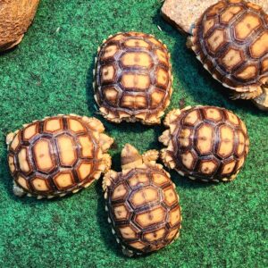 Sulcata Tortoise