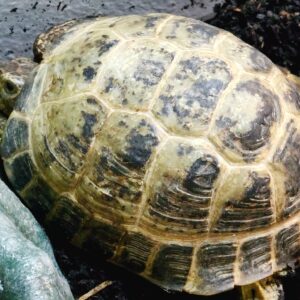 Russian Tortoises
