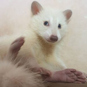 Dahlia – Female Raccoon