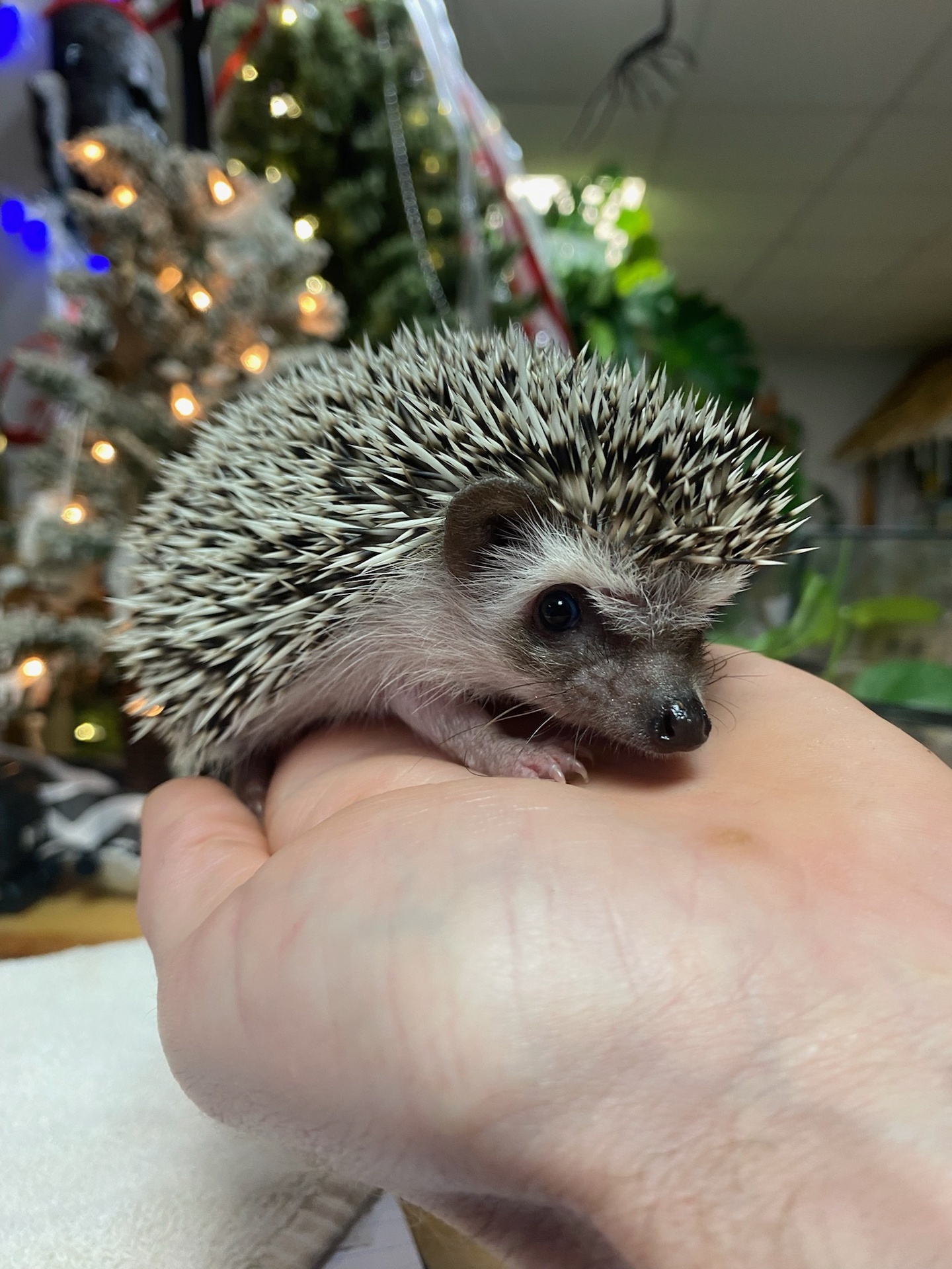 Hedgehog babies
