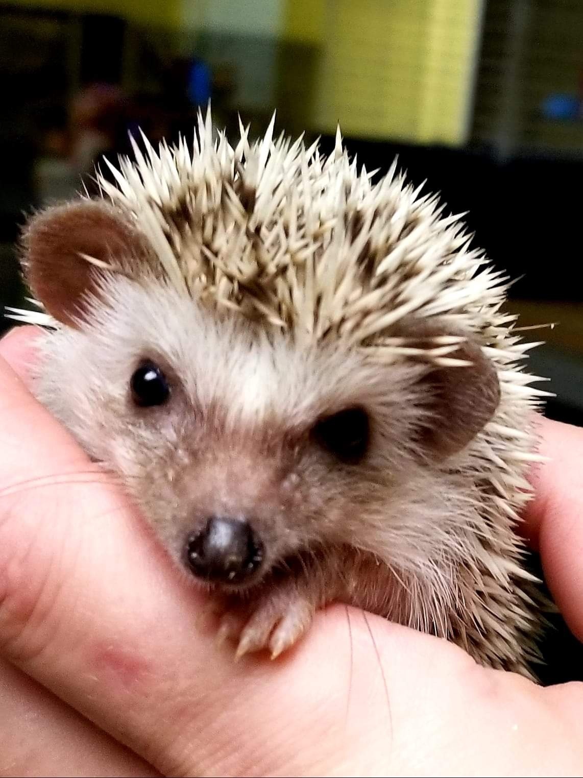 Hedgehog babies - Image 3