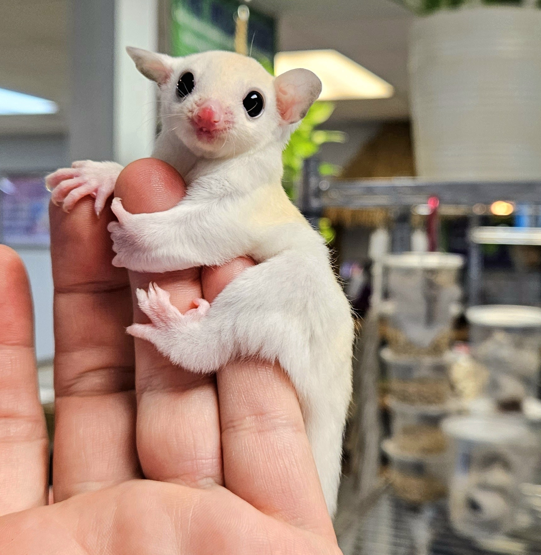 Male and Female Leucistic Sugar Gliders