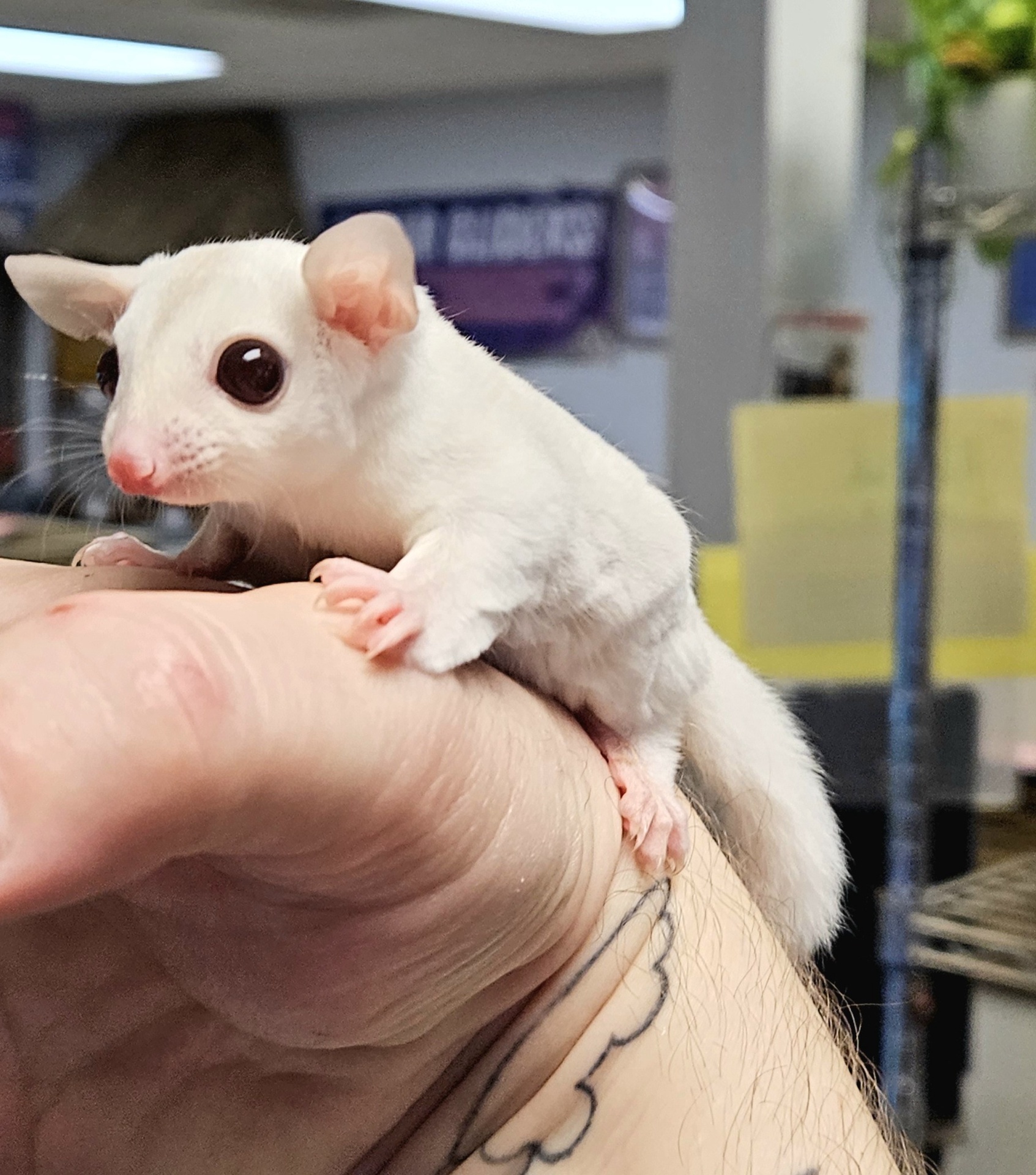 Cremeino Sugar Glider