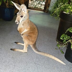 Red Kangaroo, preorder
