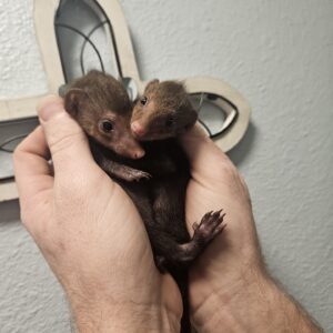 Kusimanse Mongoose