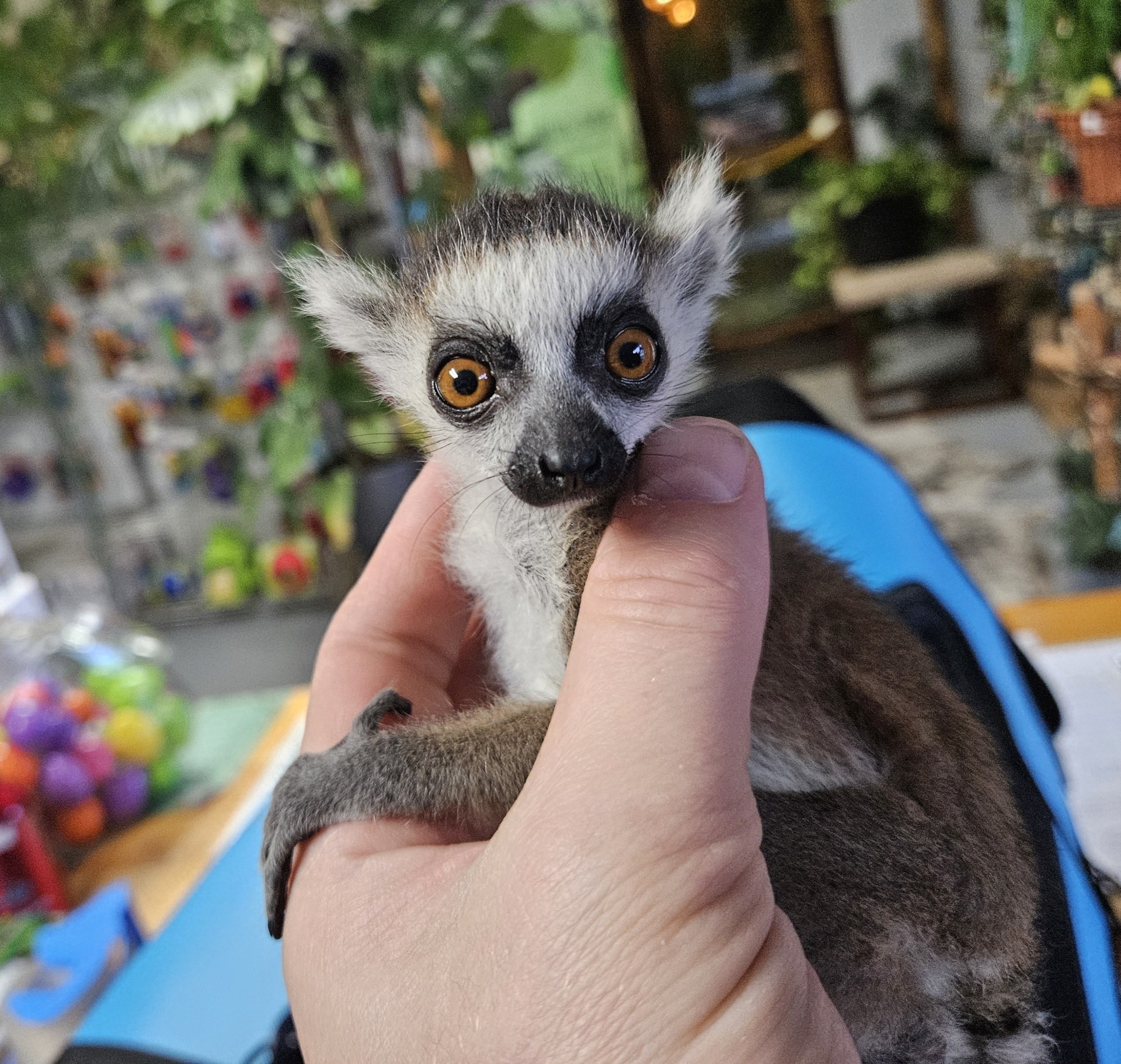 Ringtail Lemurs, Reservation - Image 3