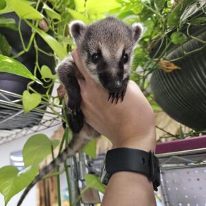Coatimundis, in store and on sale now!