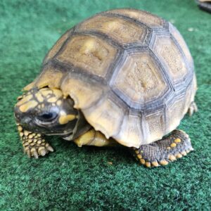 Amazon GIANT Yellow Foot Tortoise