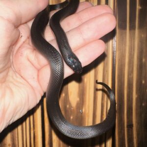 Mexican Black Kingsnake