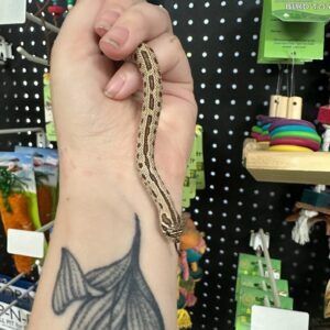 Artic Conda Hognose