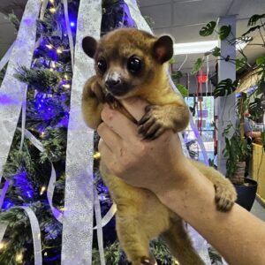 Kinkajou, preorder.