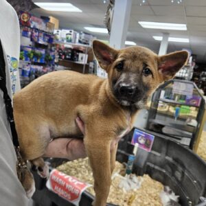 New Guinea Singing Dog, Preorder