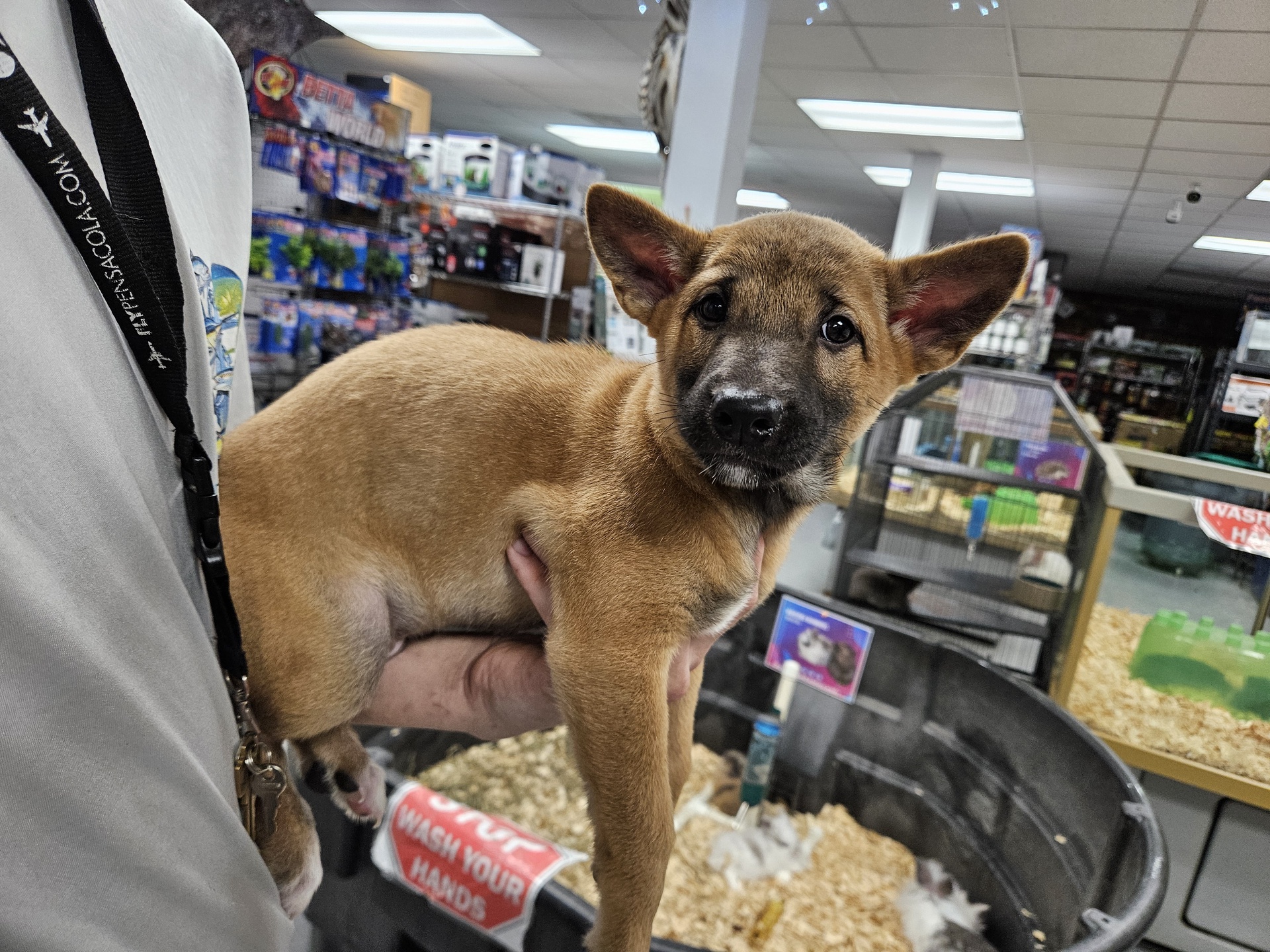 New Guinea Singing Dog, Preorder