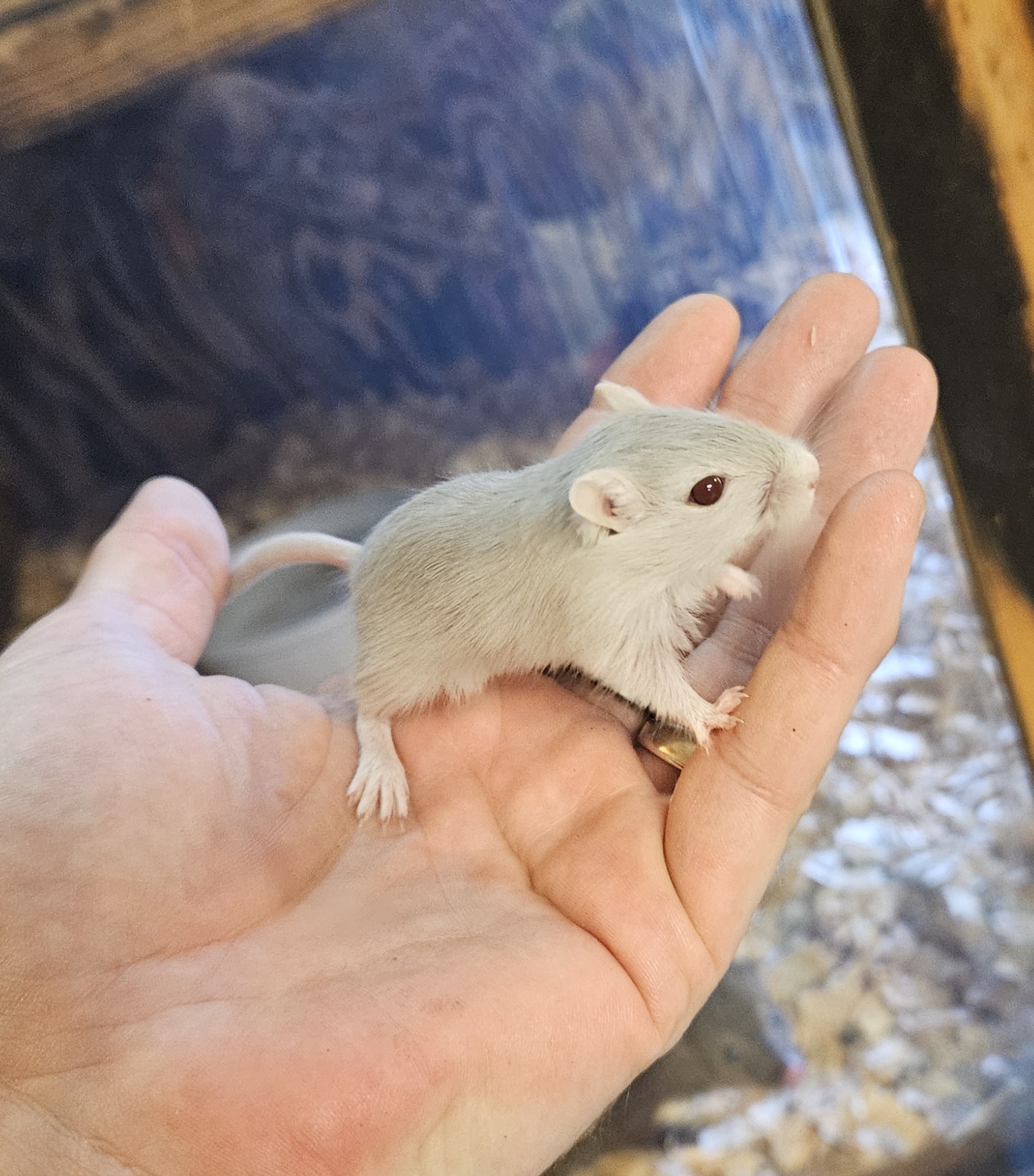 Fancy Gerbils