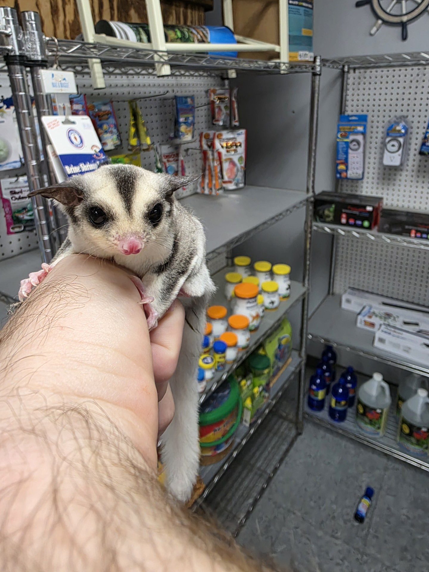WFB Whitetail male Sugar Glider