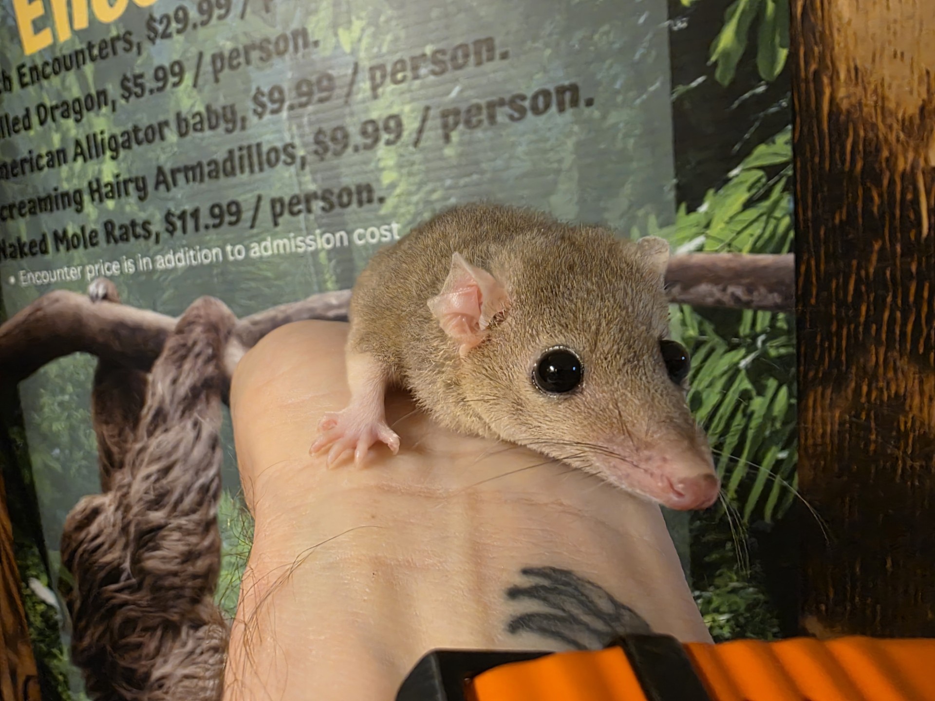 Brazilian Short Tail Possums, retired breeders