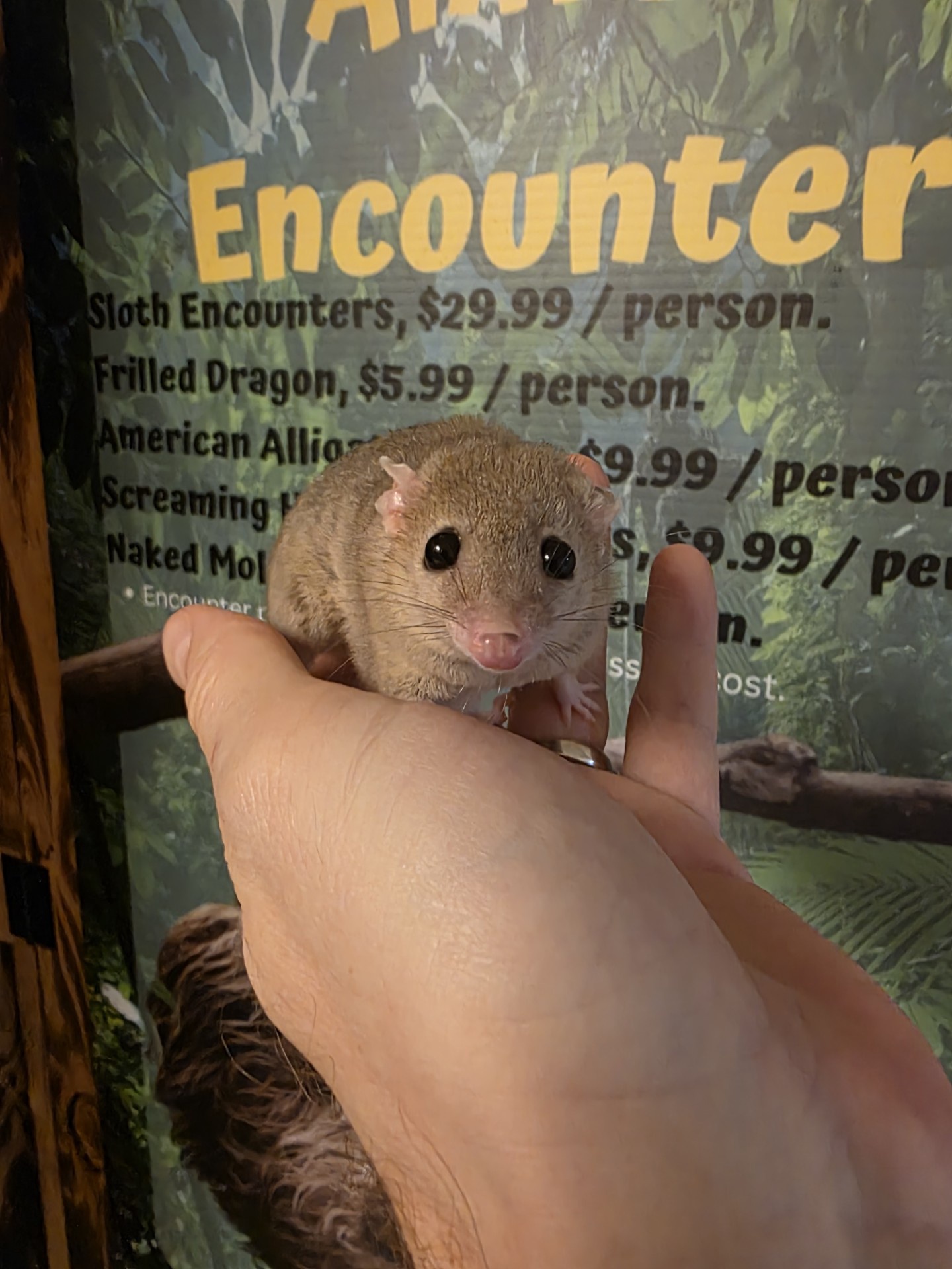 Brazilian Short Tail Possums, retired breeders - Image 2