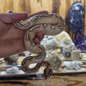 Highway, Ball Python, male
