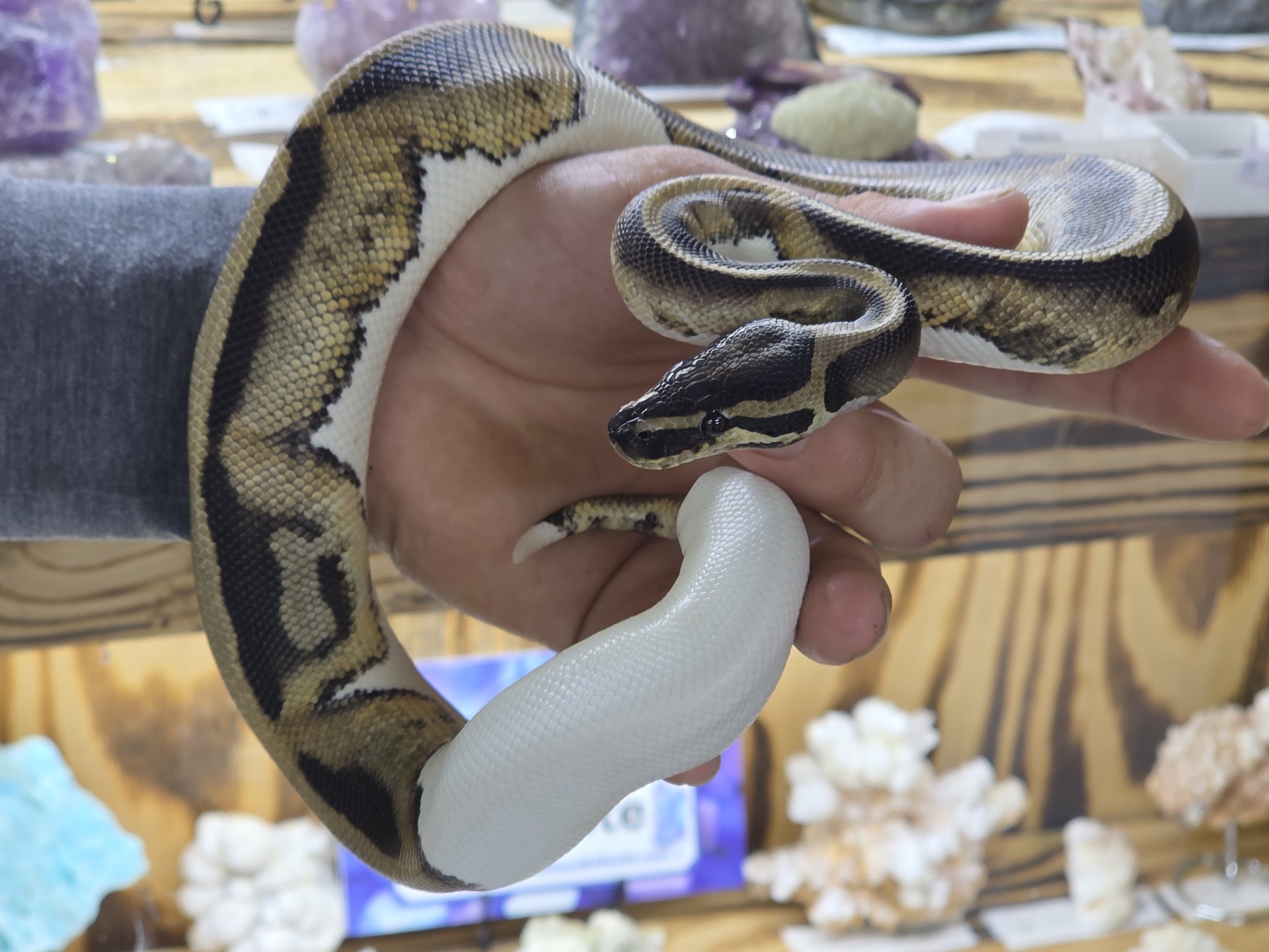 Pied, Ball Python, male