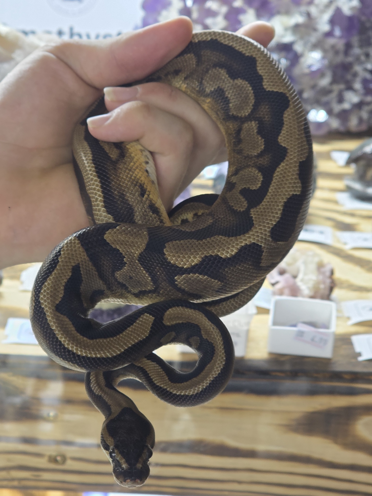 Low White Pied, Ball Python, Female
