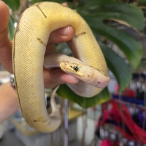 Bumblebee, Yellow Belly, Clown, Ball Python
