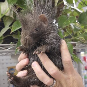 African Crested Porcupine