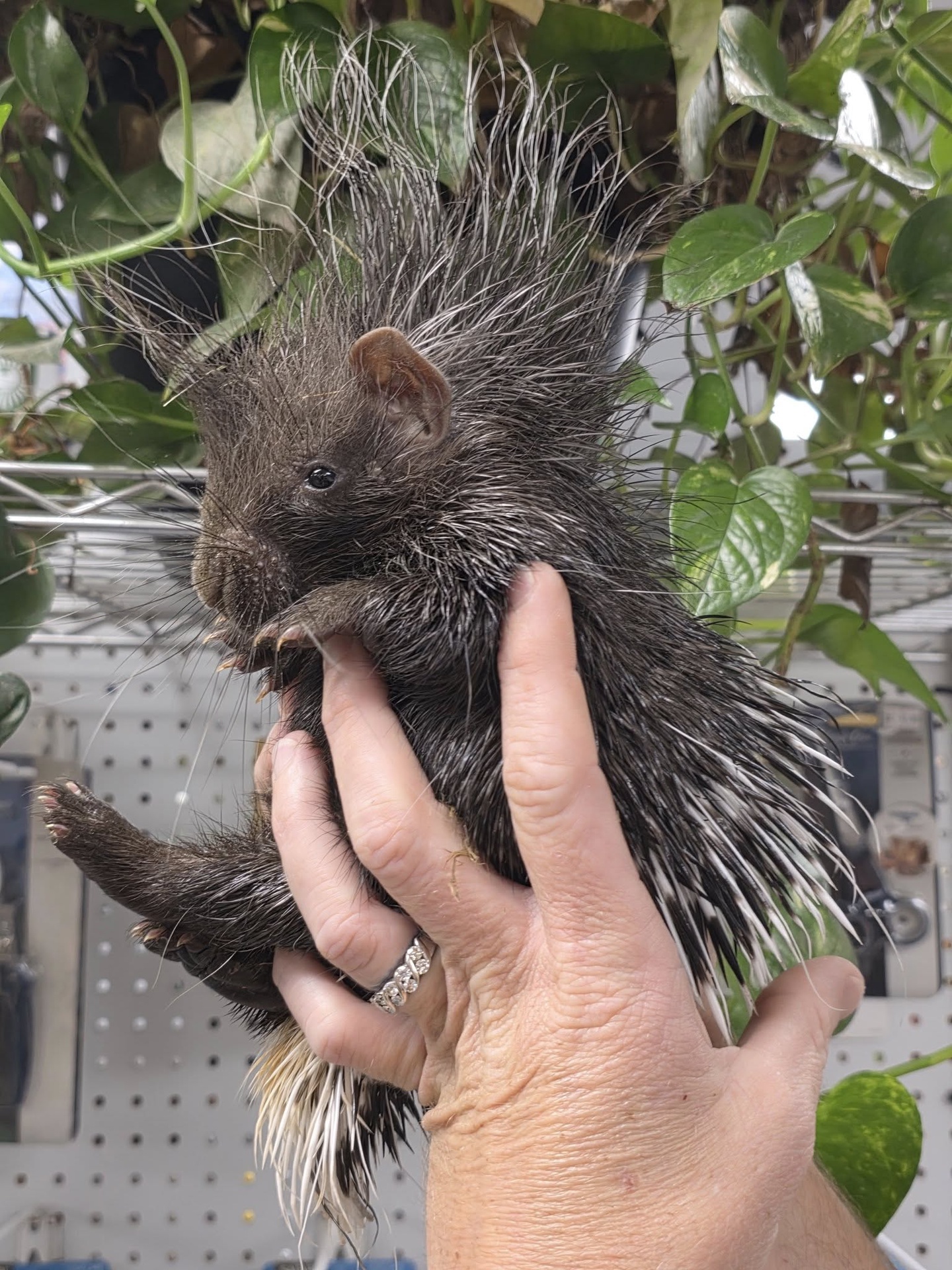 African Crested Porcupine - Image 3