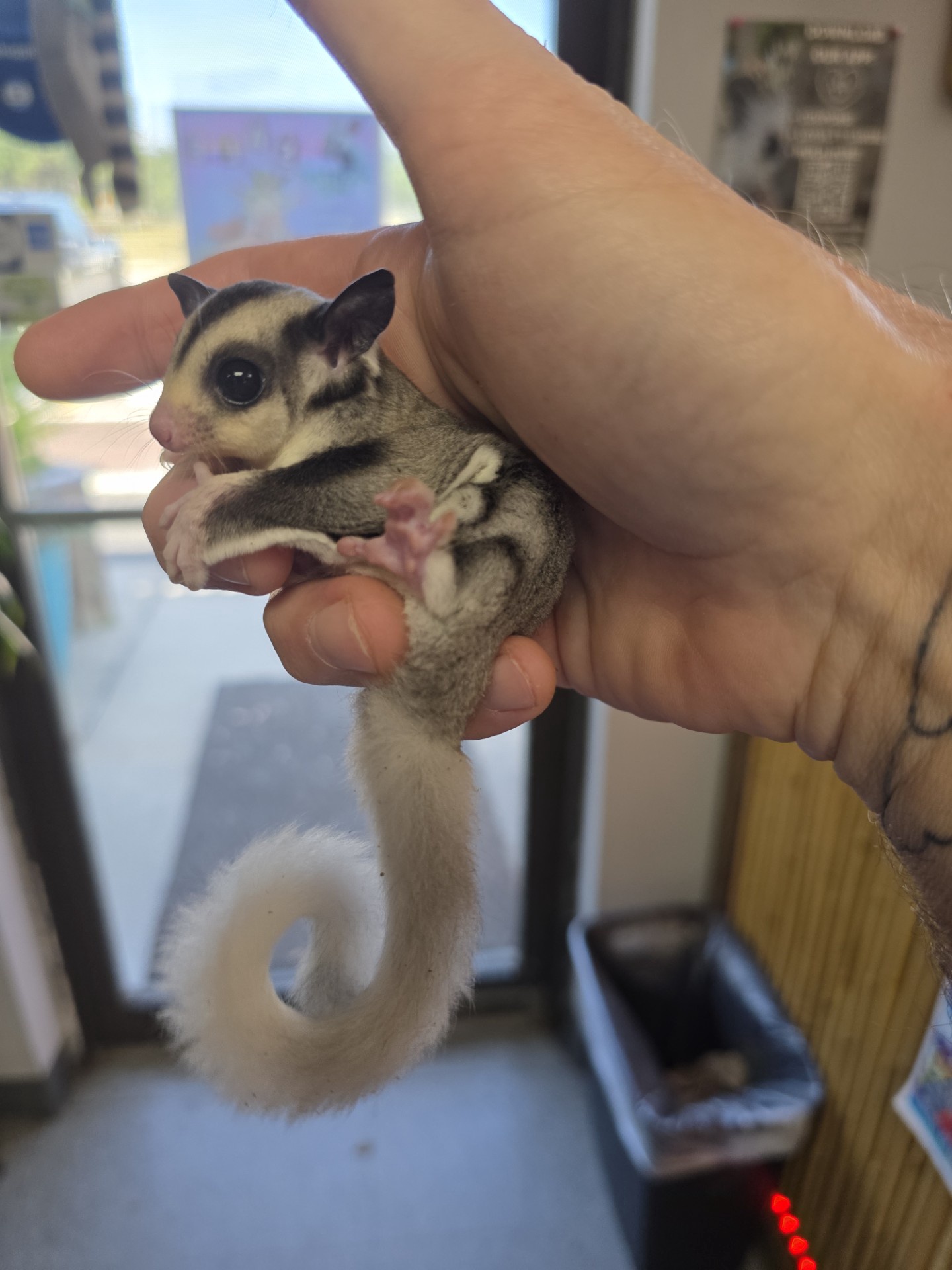 WFB, Mosaic, Sugar Glider, male