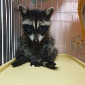 Melanie – Female Raccoon