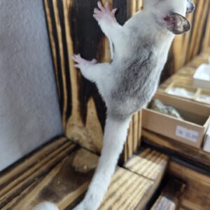 High-White, Mosaic, male, Sugar Glider!