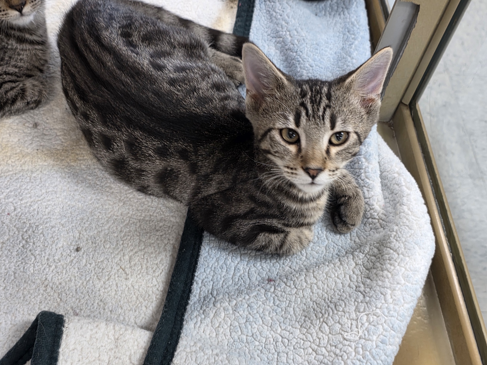 Bengal / Asian Leopard Hybrid