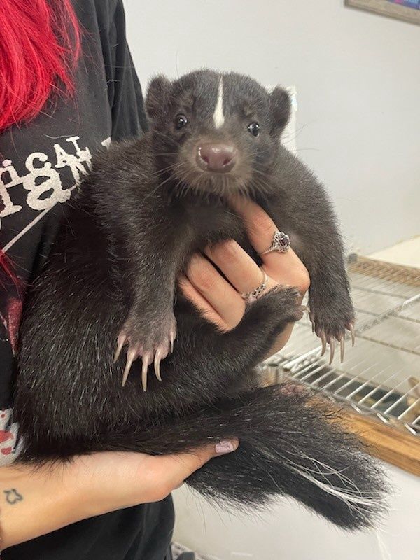 Black and White Face Female Skunk