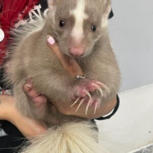 Apricot Female Skunk