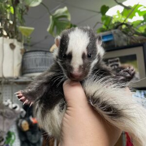 Badger Face Smoke Male Skunk