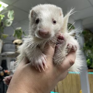 Badger Face Apricot Male Skunk