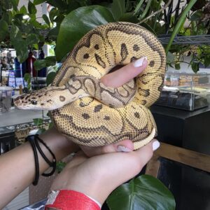 Pastel Clown, Ball Python