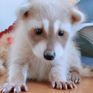 Lara – Female Raccoon