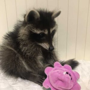 Stormy – Female Raccoon