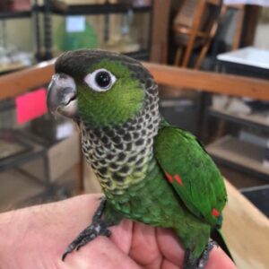 Black Capped Conure
