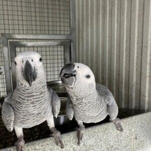 African Greys for sale