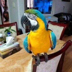 Blue and Gold macaw male with cage