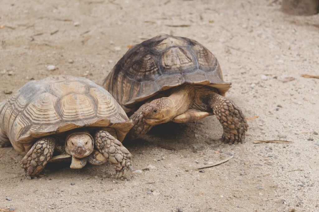 Two African spurred tortoises (Centrochelys sulcata) basking on sandy terrain.