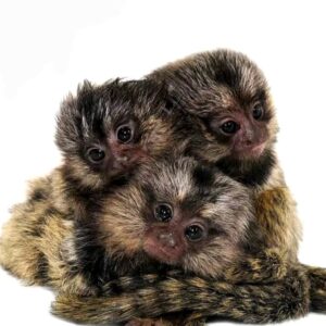 🐒 Sagui - Monotiti (Callithrix jacchus)