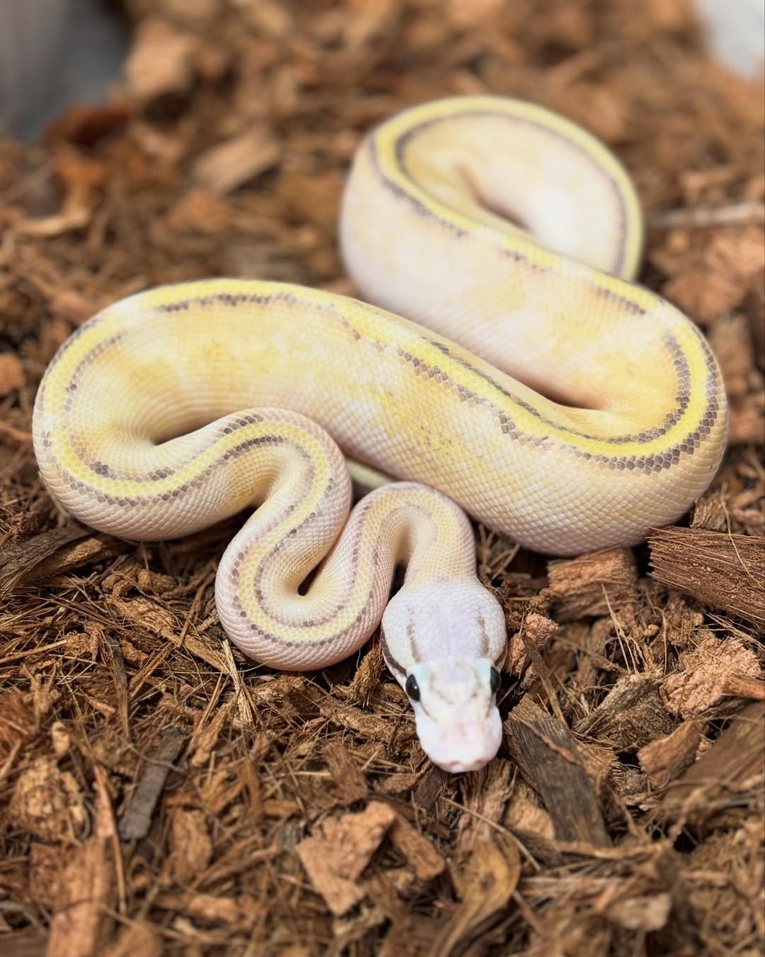 🐍 Pítons-Bola – Morfos Exclusivos da Terra Exotica Petshop - Image 4