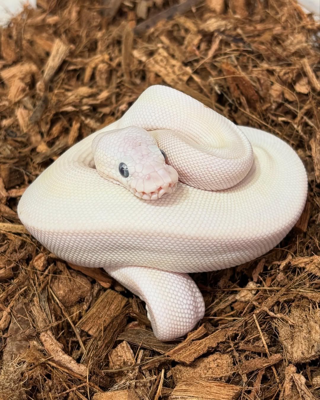 🐍 Pítons-Bola – Morfos Exclusivos da Terra Exotica Petshop - Image 2