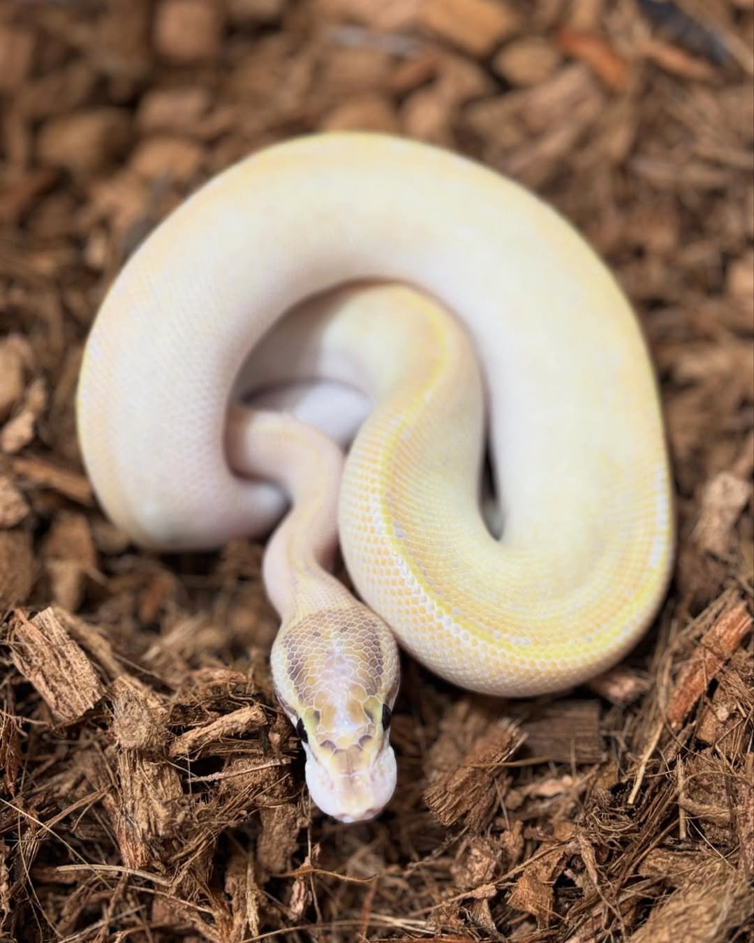 🐍 Pítons-Bola – Morfos Exclusivos da Terra Exotica Petshop