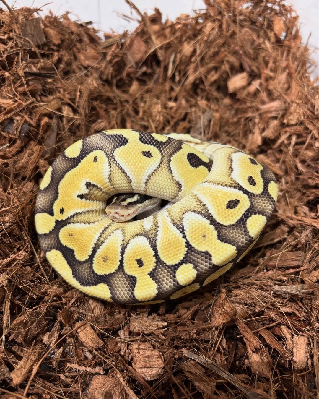 🐍 Pítons-Bola – Morfos Exclusivos da Terra Exotica Petshop - Image 7